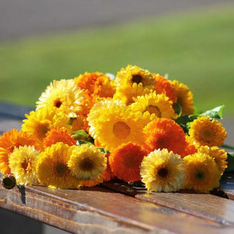 Calendula