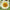 Sunflower Pollen Free Collection Seed
