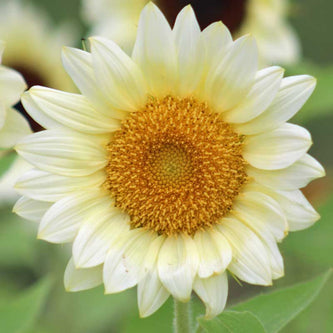 Sunflower Pollen Free Collection Seed