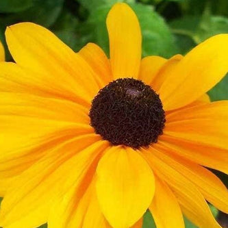 Rudbeckia