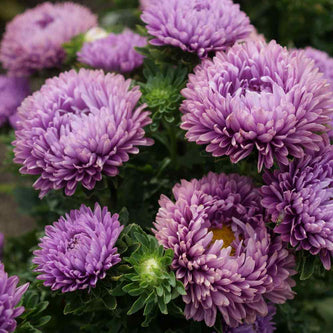 Aster & China Aster