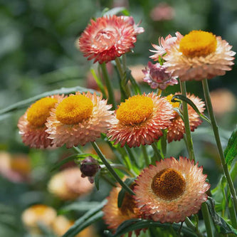 Strawflower