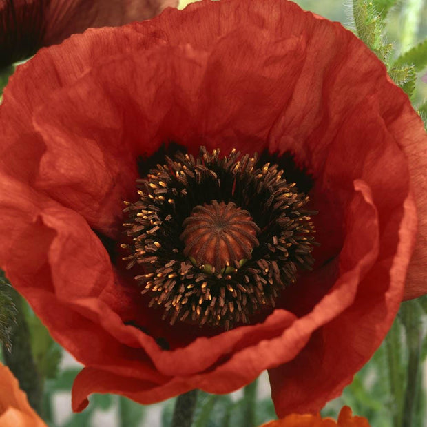 Poppy Seeds Orientale Beauty of Livermere