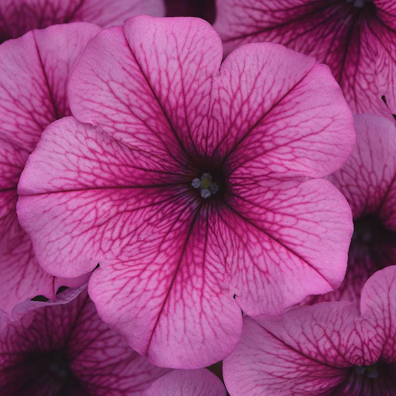Petunia Easy Wave Mix
