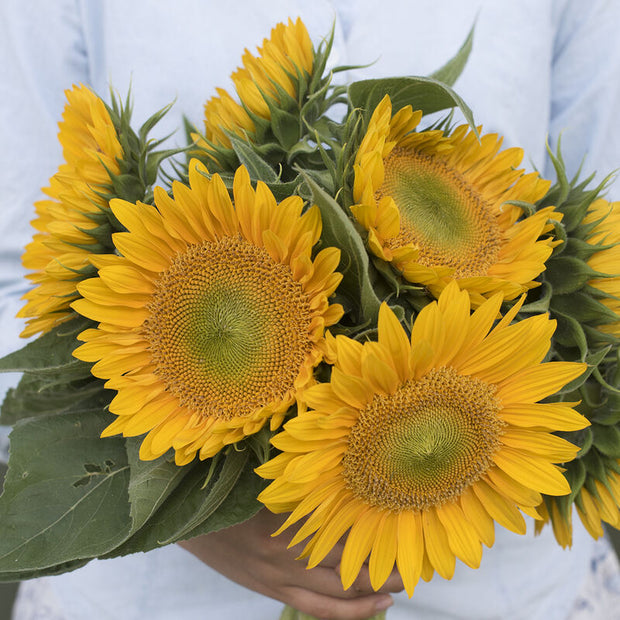 Sunrich Sunflower Seeds