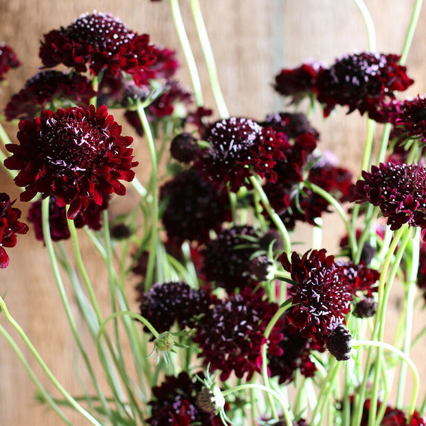 Black Knight  Scabiosa Seeds