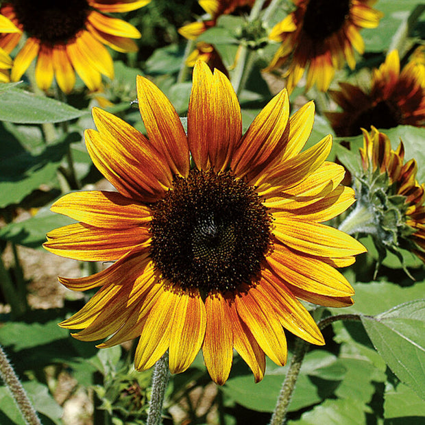 Firecracker Sunflower Seeds Dwarf
