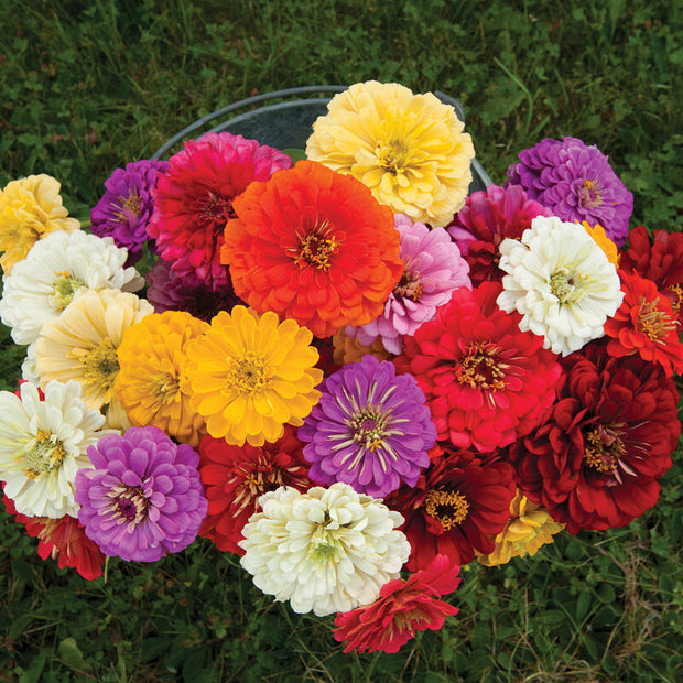 Zinnia Gigantica Mix Seeds, Zinnia Elegans