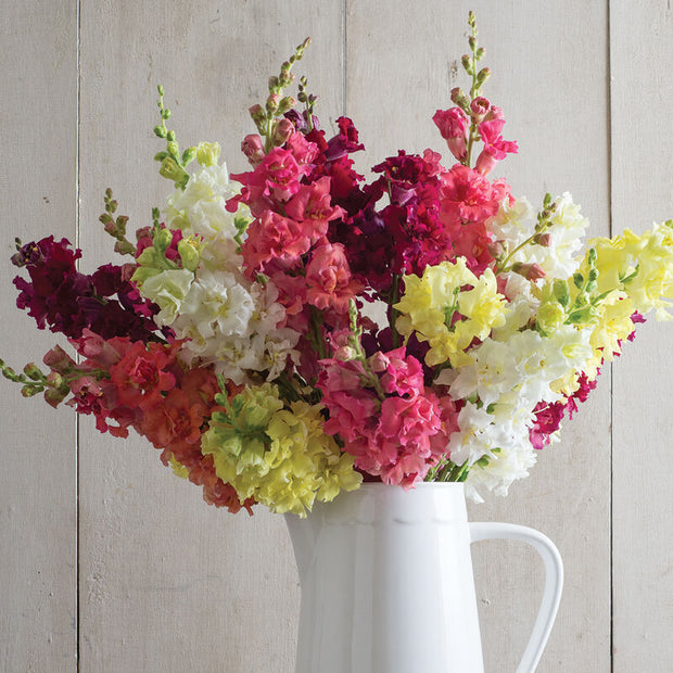 Madame Butterfly Mix  Snapdragon Seeds