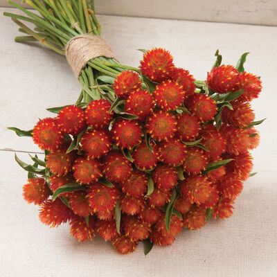 Orange Gomphrena Seed