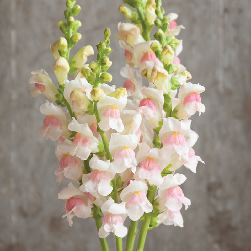Snapdragon Potomac Appleblossom  Seed