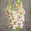 Snapdragon Potomac Appleblossom  Seed