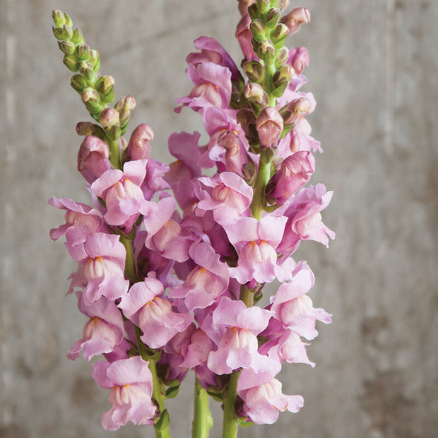 Potomac Lavender Pelleted Snapdragon Seeds