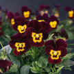 Viola Seeds - Bambini