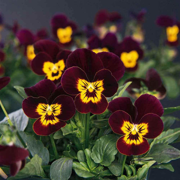 Viola Seeds - Bambini