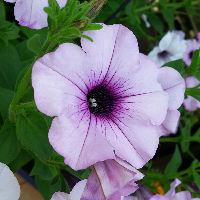 Petunia Easy Wave Silver Seeds