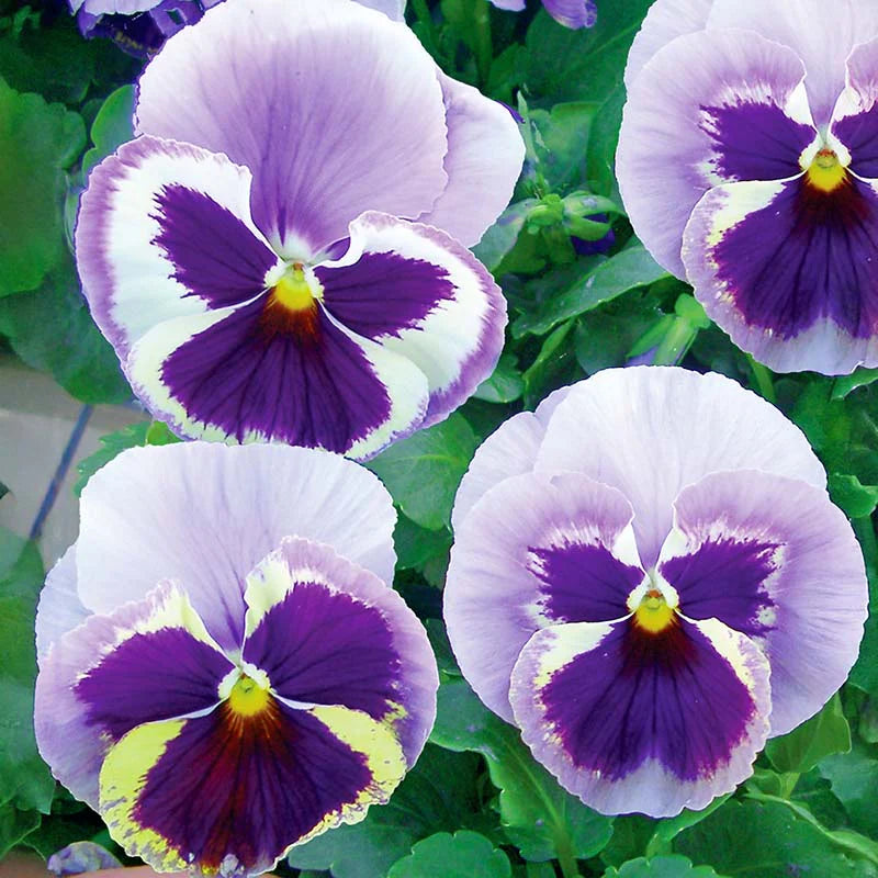 Pansy Majestic Giants II Mix