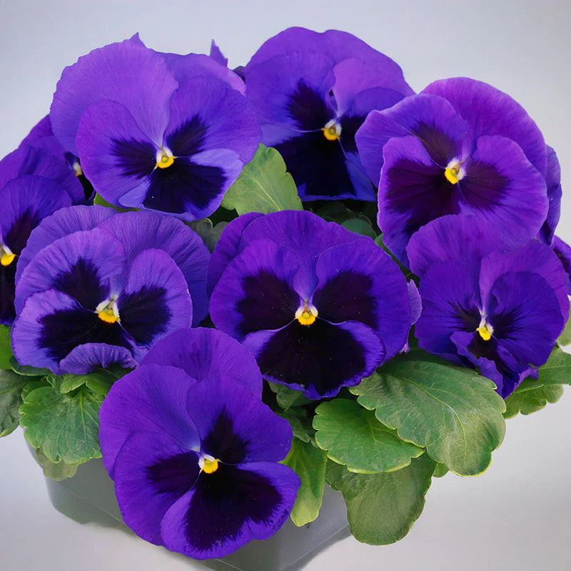 Pansy Majestic Giants II Mix