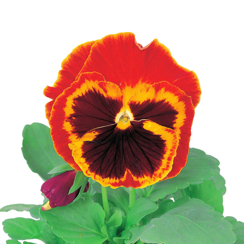 Pansy Majestic Giants II Mix