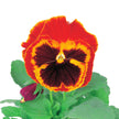 Pansy Majestic Giants II Mix