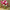 Cosmos Seeds Sensation Mix colors of Pink, White, and Maroon Cosmos Flower Seeds.
