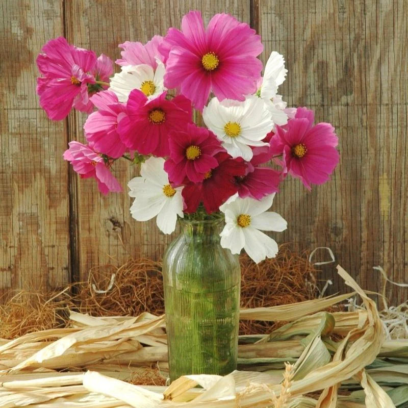 Cosmos Seeds Sensation Mix colors of Pink, White, and Maroon Cosmos Flower Seeds.