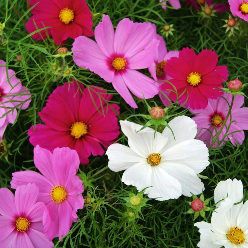 Cosmos Seeds Sensation Mix colors of Pink, White, and Maroon Cosmos Flower Seeds.