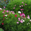 Cosmos Seeds Sensation Mix colors of Pink, White, and Maroon Cosmos Flower Seeds.