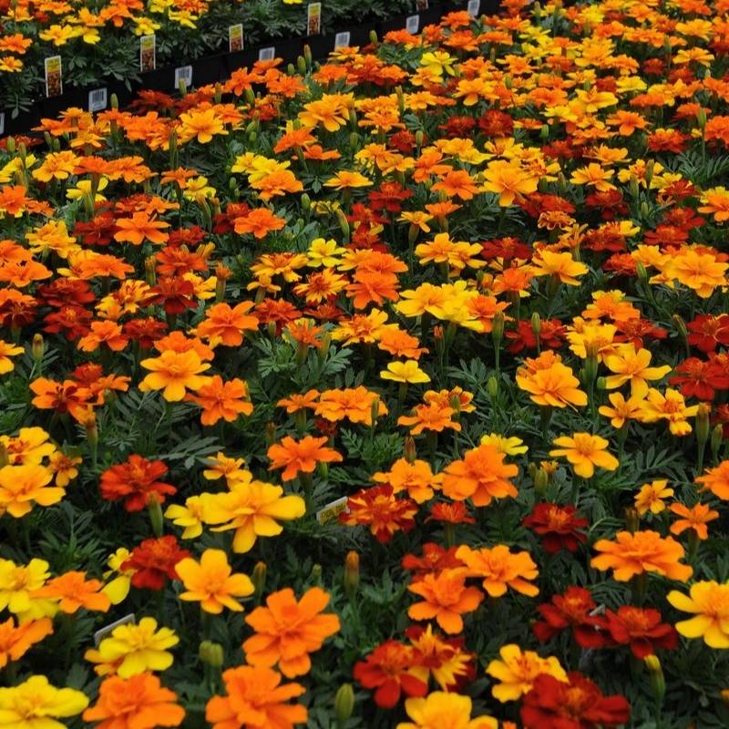 French Marigold Seed Safari Mix  Seeds