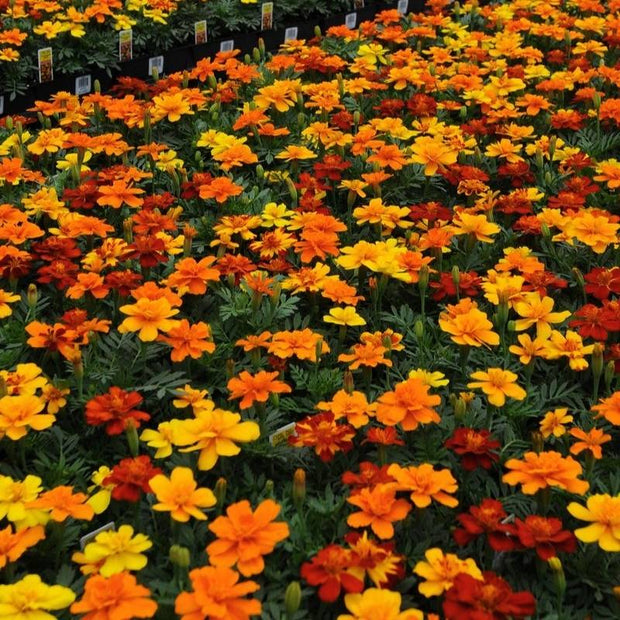 French Marigold Seed Safari Mix  Seeds