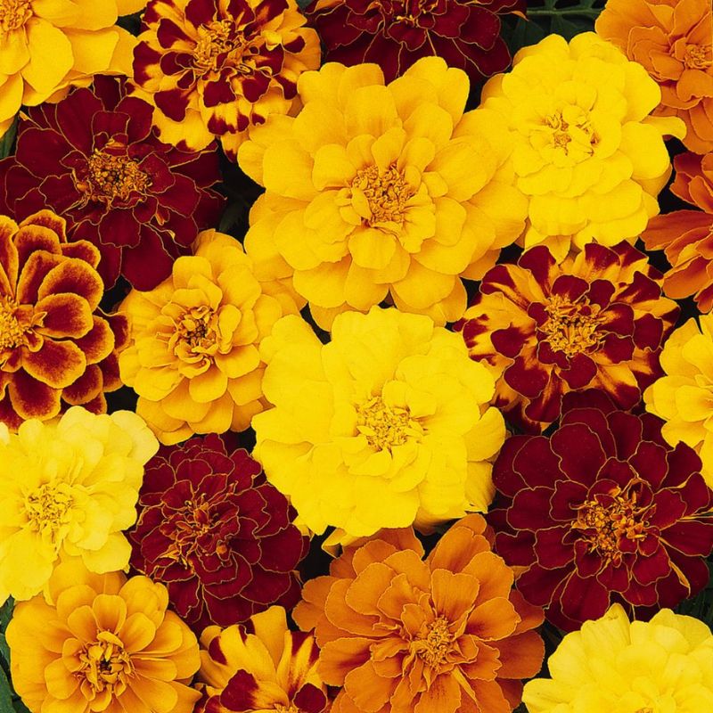 French Marigold Seed Safari Mix  Seeds