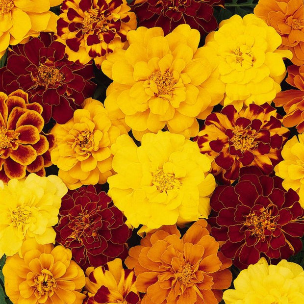 French Marigold Seed Safari Mix  Seeds