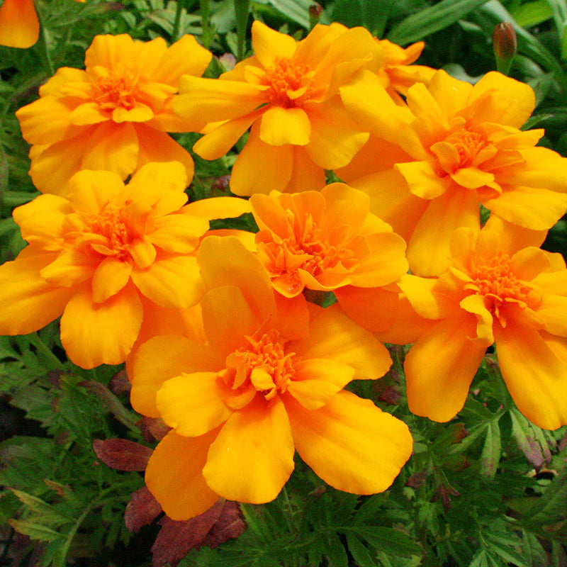 French Marigold Seed Safari Mix  Seeds