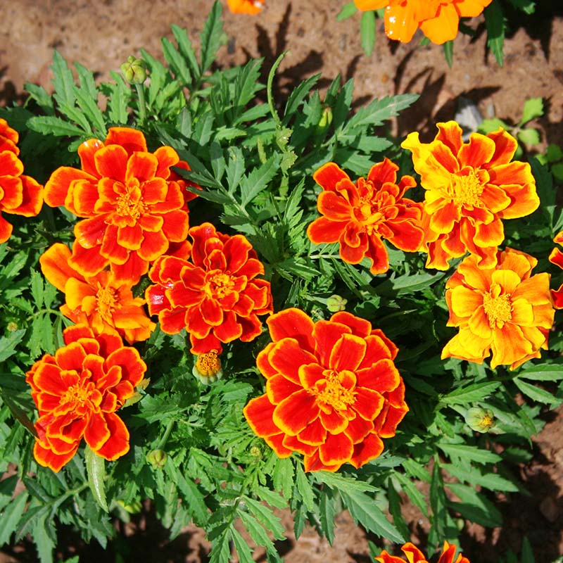 French Marigold Seed Safari Mix  Seeds
