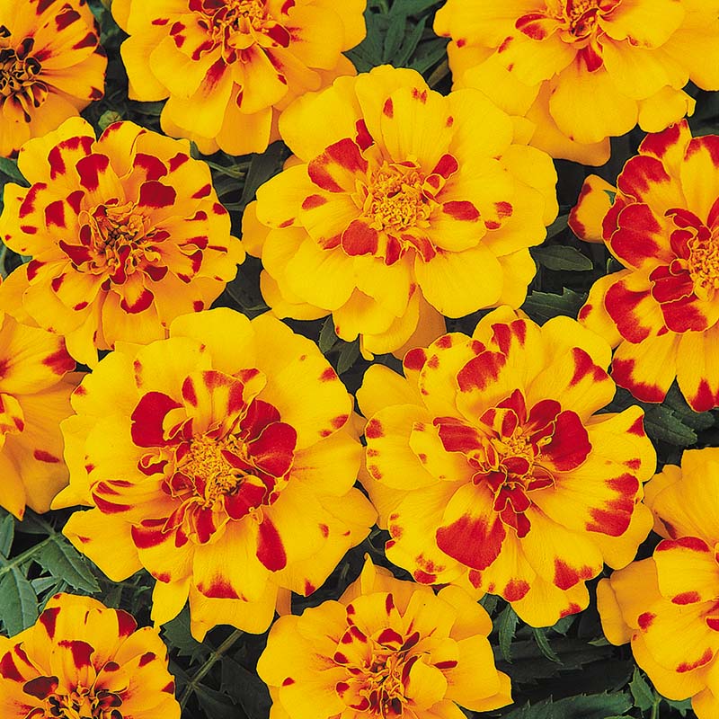 Heirloom Flower French Marigold Seed Durango Mix Flower Seeds