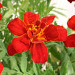 Heirloom French Marigold Seed Durango Red Flower Seeds