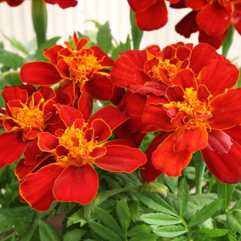 Heirloom French Marigold Seed Durango Red Flower Seeds