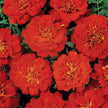 Heirloom French Marigold Seed Durango Red Flower Seeds