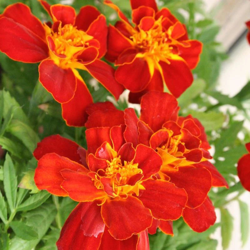 Heirloom French Marigold Seed Durango Red Flower Seeds