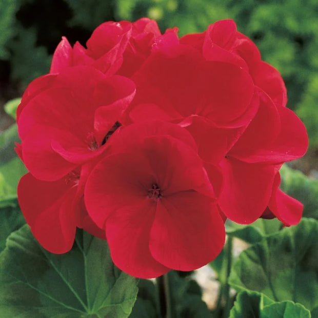 Geranium Maverick Red Seeds