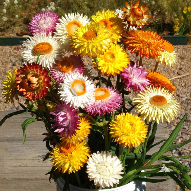 Strawflower Double Mixed Colors Seeds