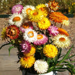 Strawflower Double Mixed Colors Seeds