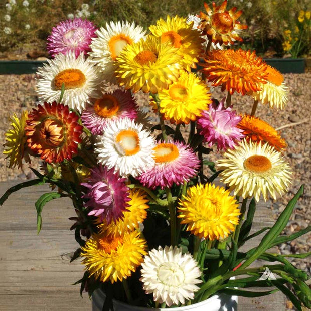Strawflower Double Mixed Colors Seeds