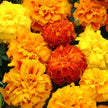 Marigold Seed Zenith Mix Seeds