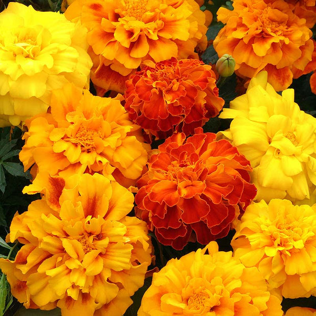 Marigold Seed Zenith Mix Seeds