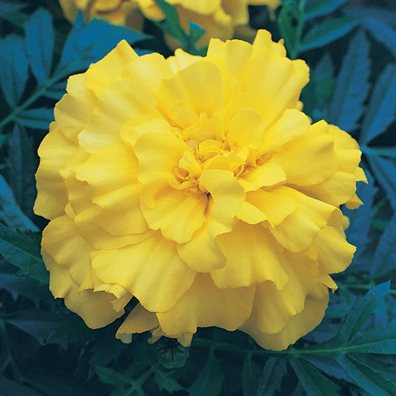 Marigold Seed Zenith Mix Seeds