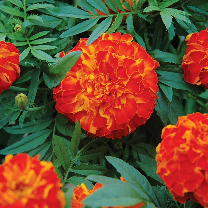 Marigold Seed Zenith Mix Seeds