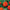 Marigold Seed Zenith Mix Seeds
