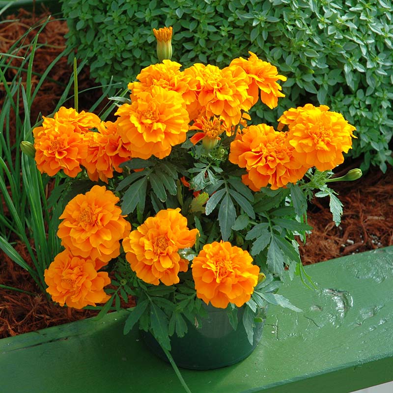 Marigold Seed Zenith Mix Seeds