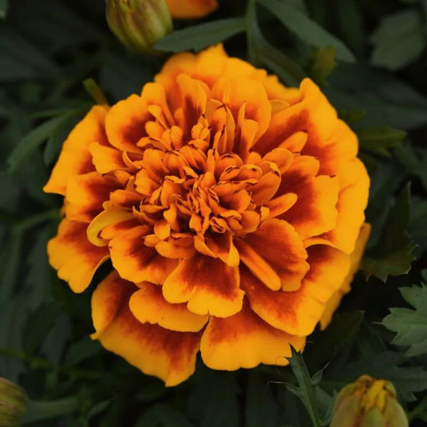 Heirloom French Marigold Seed Bonanza Flame Flower Seeds